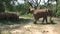 African Elephant calf grazing with the herd