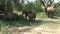 African Elephant calf grazing with the herd