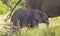 African elephant calf shelters with cow