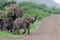 AFRICAN ELEPHANT CALF SOUTH AFRICA