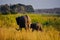 African Elephant and calf in the wild
