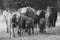 African Elephant calves drinking