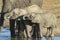 African Elephant calves drinking