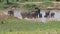 African Elephant calves walking with the herd through a watering hole