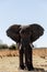 African Elephant in Caprivi Game Park