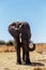 African Elephant in Caprivi Game Park