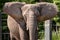 African Elephant in captivity stretching large ear