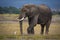 African elephant with cattle egret