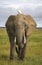 African elephant with cattle egret