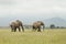 African elephant chasing another bull