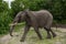 African elephant in Chobe national park