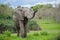 African elephant in Chobe national park