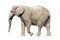 African elephant with clipping path