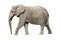 African elephant with clipping path