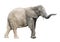 African elephant with clipping path