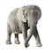 African elephant with clipping path