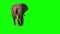 African Elephant, Close Up. Green screen.