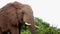 African Elephant Closeup