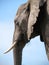 African Elephant closeup
