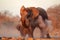 African elephant covered in dust