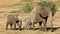 African elephant cow and calves walking, Addo Elephant National Park, South Africa