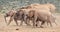 African Elephant Cow Herd