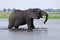 African elephant crossing the Chobe River