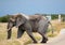 African Elephant crossing a street in the Nxai Pan National Park in Botswana