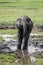 African elephant cub in Chobe national park