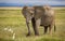 African elephant with curved tusks