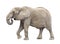 African Elephant Cutout