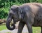 African Elephant in Czech Zoo