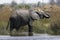 African Elephant in the Delta