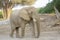 African Elephant, desert adapted, bull in landscape