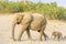 African Elephant , desert-adapted, elephant mother with calf,