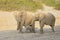 African Elephant, desert-adapted, tiny calf drinking