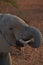 African Elephant drinking