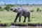 African Elephant Drinking At A Stream