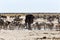 African elephant drinking together with zebras and antelope at a