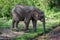 African elephant drinking with trunk from puddle