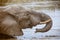 African elephant drinking and washing himself in Addo national park