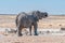 African elephant drinking water at the Nebrownii waterhole