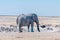 African elephant drinking water at the Nebrownii waterhole