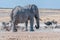 African elephant drinking water at the Nebrownii waterhole