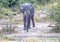 African Elephant drinking at a waterhole in the Nxai Pan National Park in Botswana