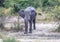 African Elephant drinking at a waterhole in the Nxai Pan National Park in Botswana