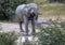 African Elephant drinking at a waterhole in the Nxai Pan National Park in Botswana