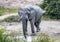 African Elephant drinking at a waterhole in the Nxai Pan National Park in Botswana
