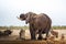 African elephant drinks water in Etosha National Park, Namibia