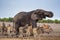 African elephant drinks water in Etosha National Park surrounded by zebras